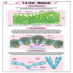 Monocot Leaf T.S. Educational Chart